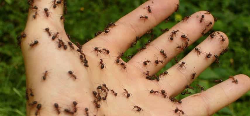 Utilizarción de un método de desinsectación para eliminar una plaga de hormigas