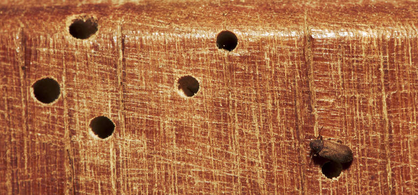 Carcoma en la madera