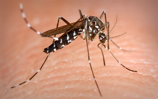 Imagen amplkiada de un mosquito tigre