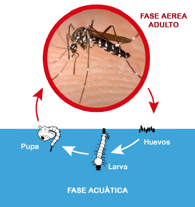Ciclo de vida del mosquito tigre