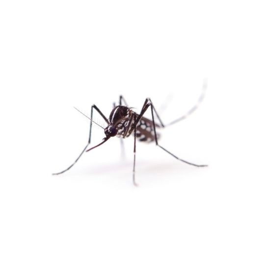 Mosquito Tigre o Aedes Albopictus