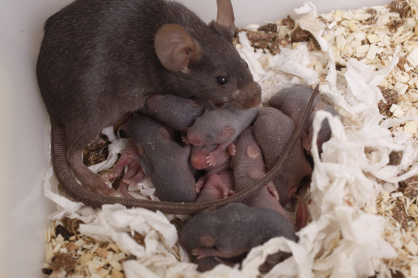 Camada de ratas recien nacidas en cominidad de vecinos