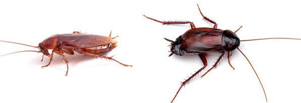Cucaracha americana y cucaracha oriental