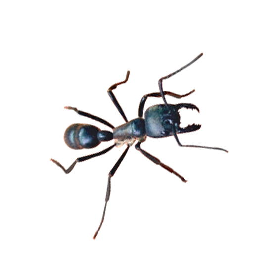 Hormiga o formicidae