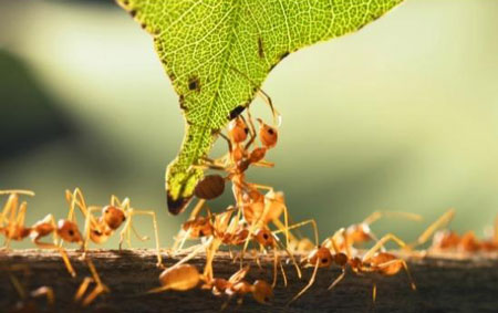 Hormigas trabajadoras