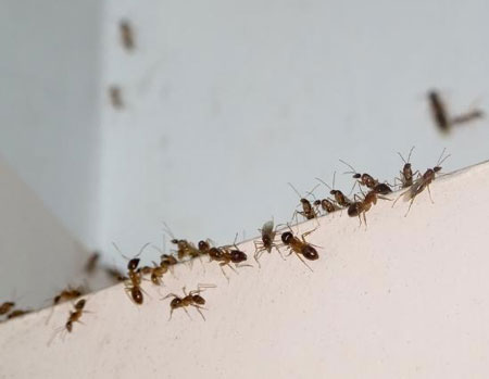 Hilera de hormigas