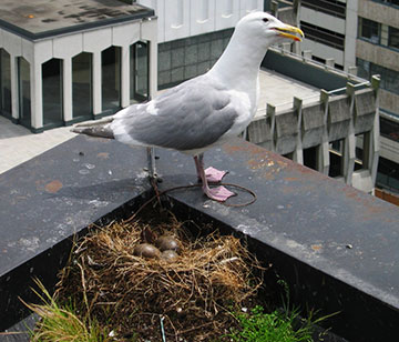 Gaviota junto a su nido en la cornisa de un edificio