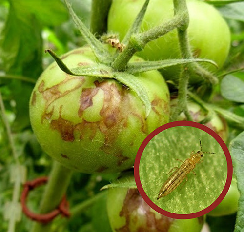 Cosecha de tomates infectada por trips