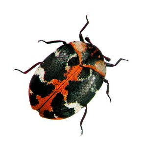 Escarabajo de la alfombra