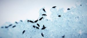 Varias pulgas en un bloque de hielo.