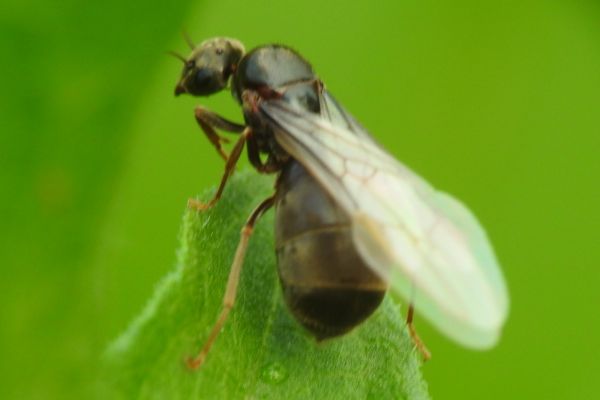 Hormiga voladora posada en una hoja.