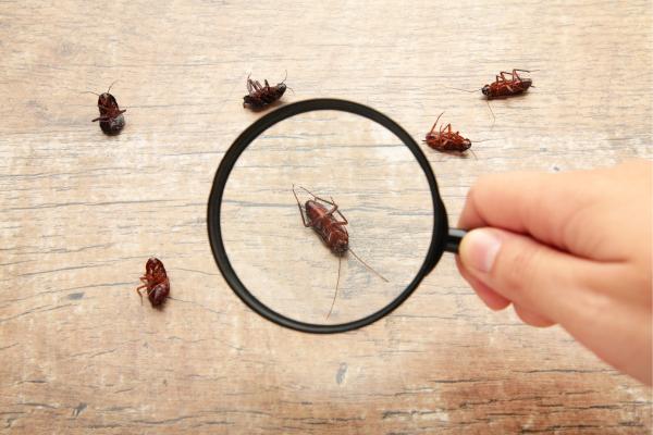 Cucarachas detectadas bajo una lupa.