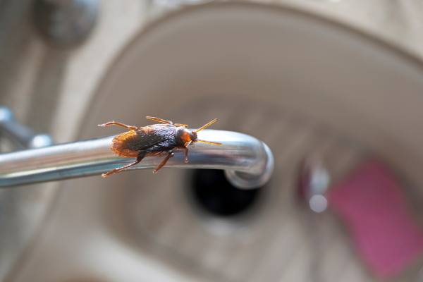 Cucaracha en un fregadero.
