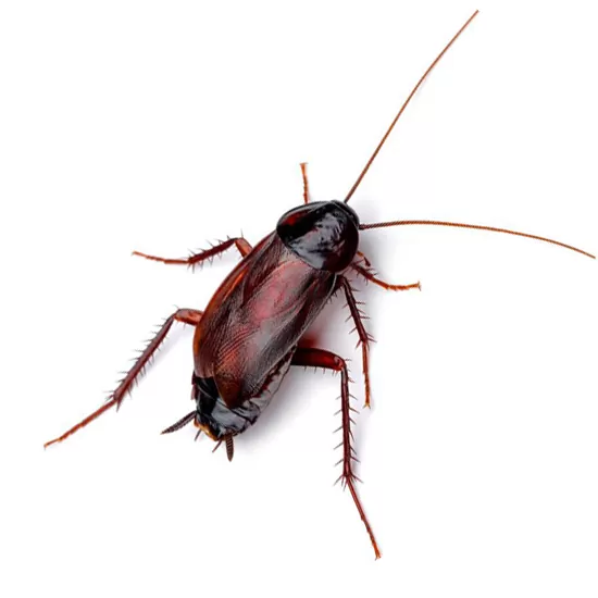 Imagen de Cucaracha Oriental